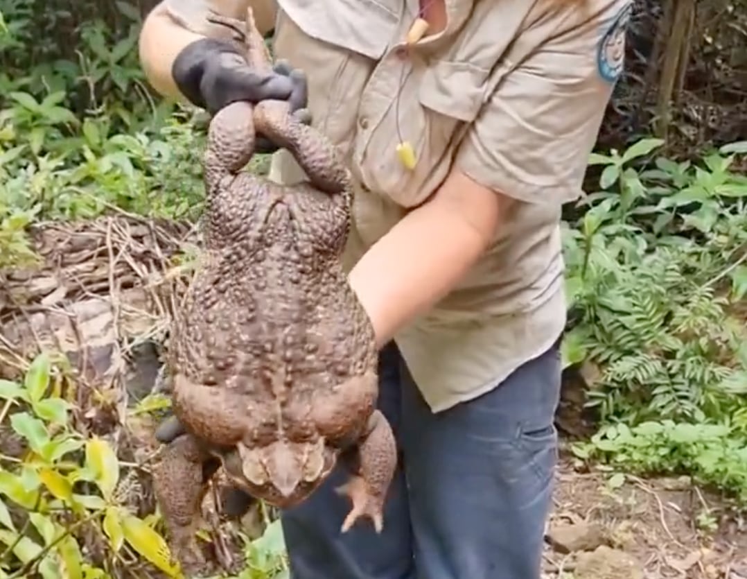 Toadzilla, sapo de caña