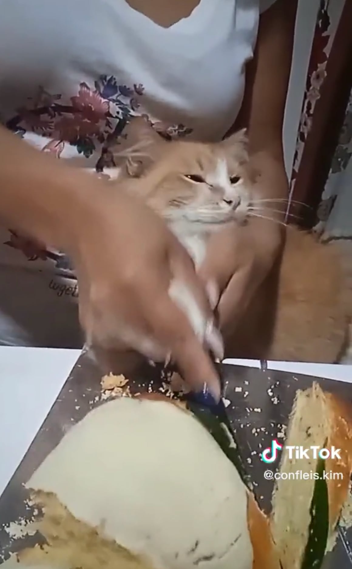 VIDEO: Hacen que el gato parta la Rosca de Reyes e impacta a TikTok porque no le salió niño