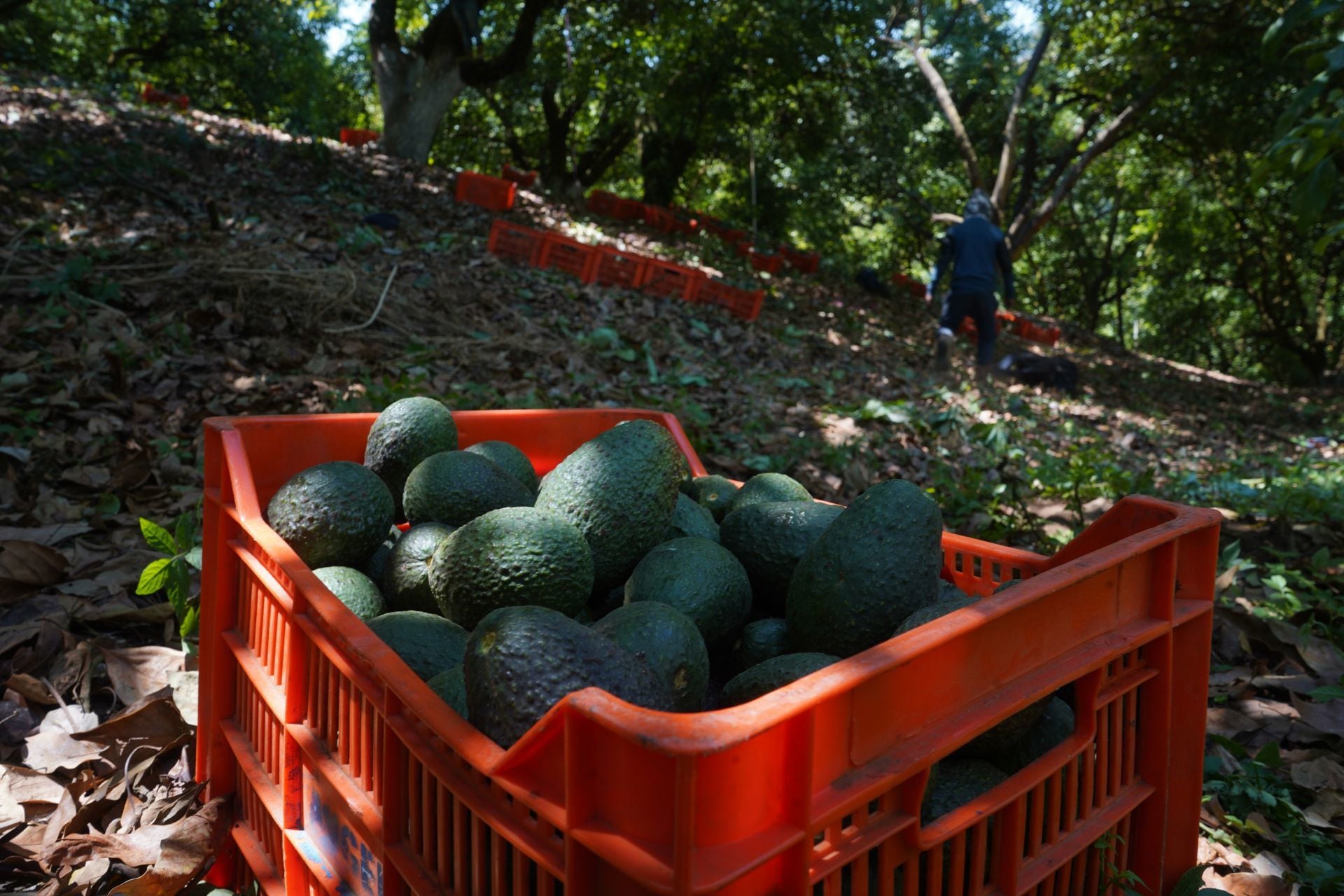 Michoacán es el mayor productor de aguacate en México