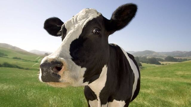 Vaca ocasiona accidente vial en Bolivia