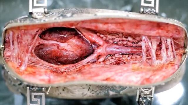 ¡No más crueldad animal!