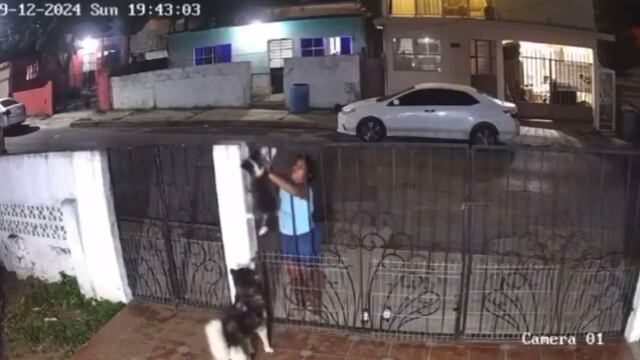 Se roban a perro husky de su propia casa