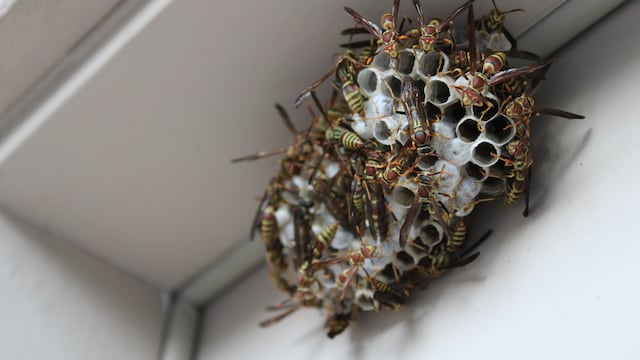 Nido de avispa
