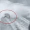 VIDEO: Atan a un tiburón y lo arrastran hasta matarlo