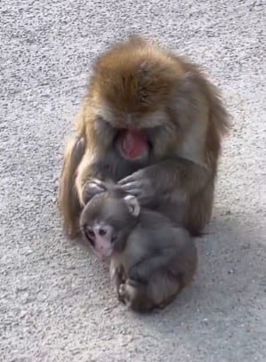 Punch, mono japonés, se integra a su grupo en el zoológico