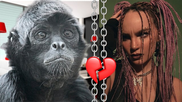 Mono araña, Belinda