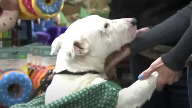 Ghost, líder de una manada de coyotes