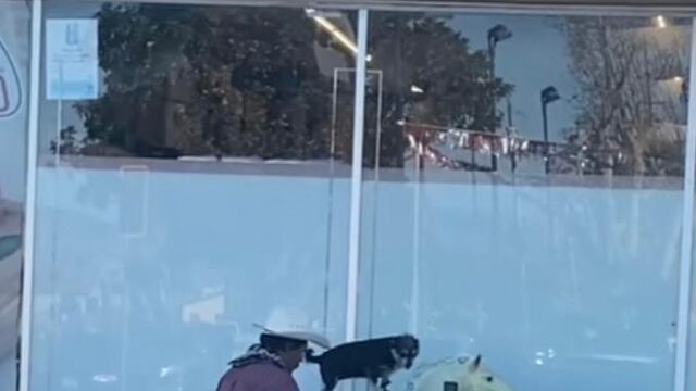 Perrito se divierte "jugando caballito"