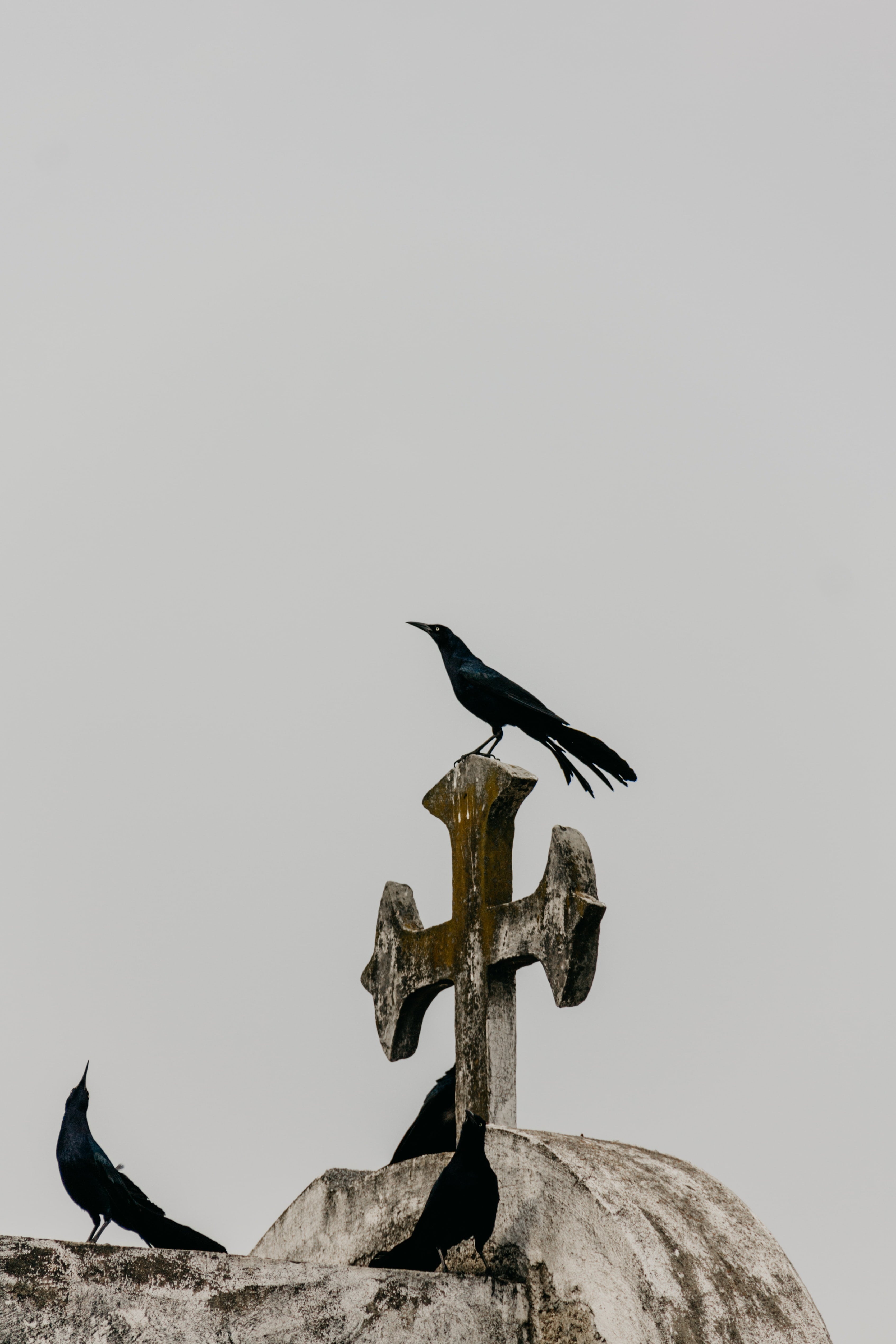 Cuervos en cruz