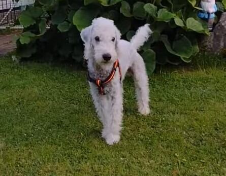 Bedlington Terrier