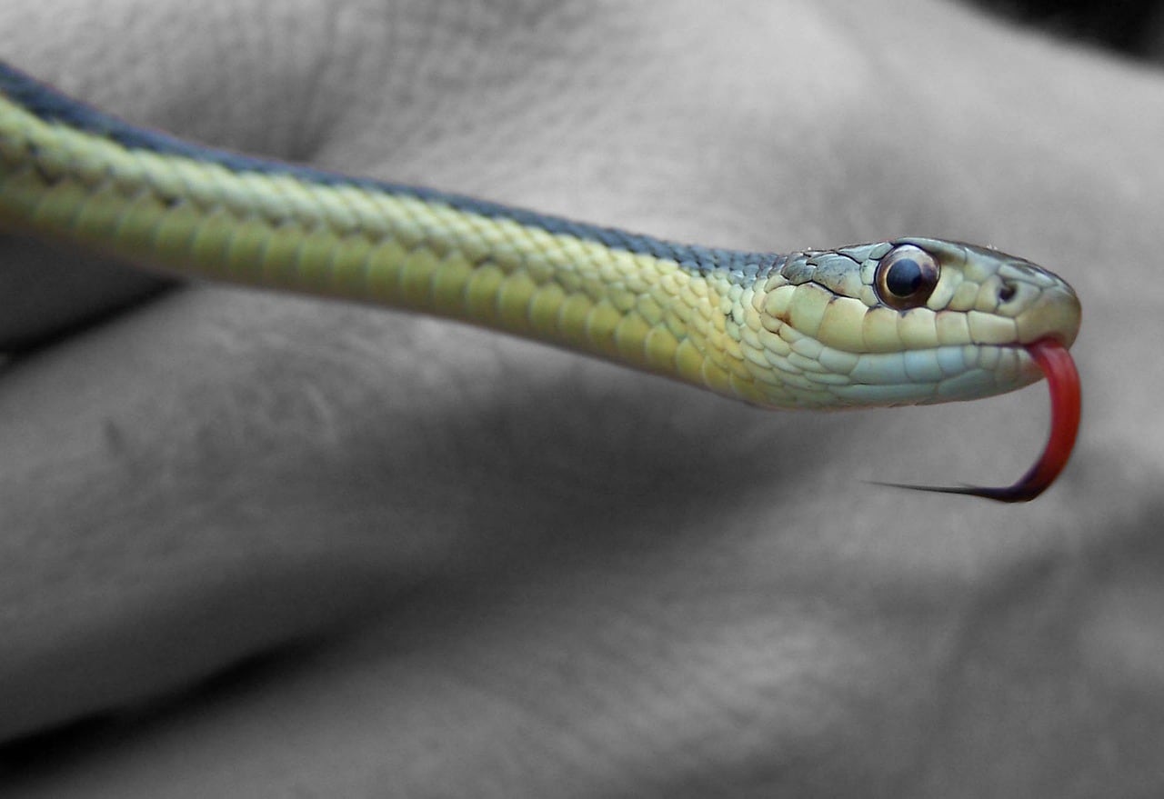 Serpiente