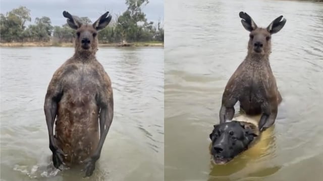 Se enfrenta a un canguro mamado para salvar al perro