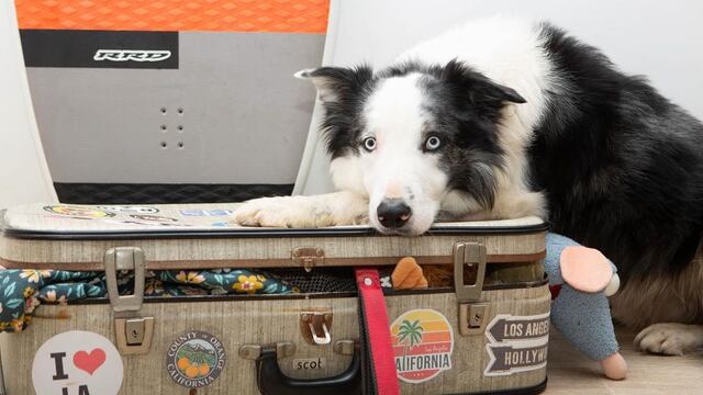 Messi, el perro actor de Anatomía de una caída