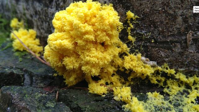 Blob o 'Physarum polycephalum'