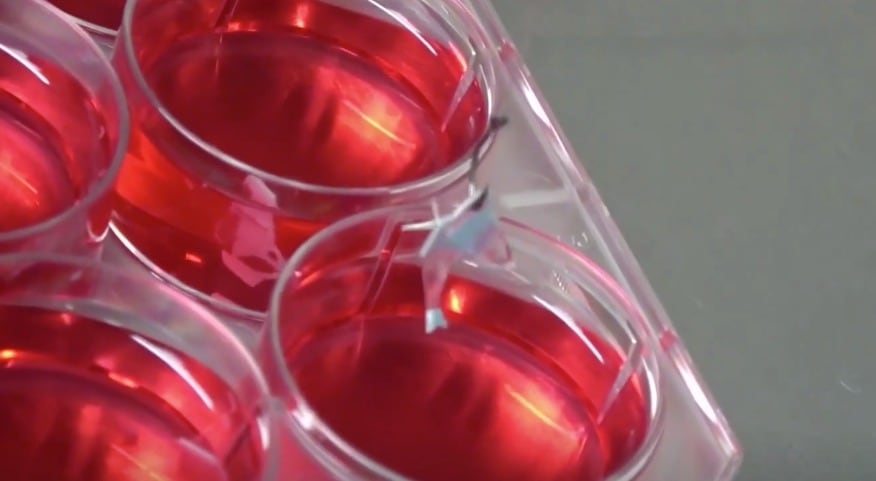 Pez robótico impulsado con células de un corazón humano