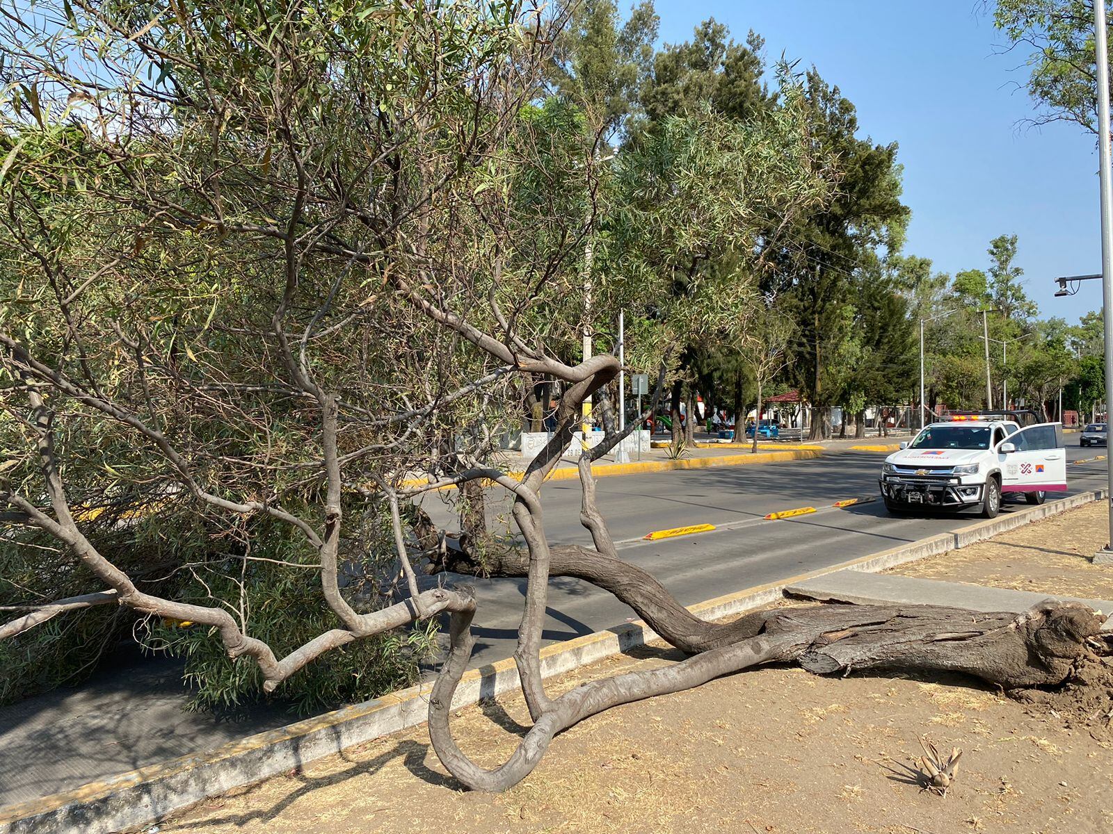 Activan alerta amarilla por vientos fuertes en 12 alcaldías de la CDMX; reportan árboles caídos