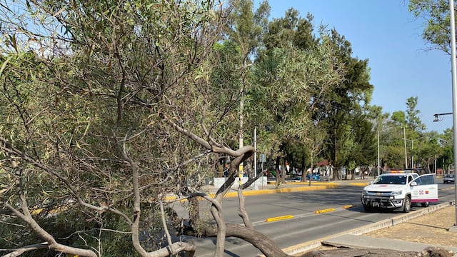 Activan alerta amarilla por vientos fuertes en 12 alcaldías de la CDMX; reportan árboles caídos