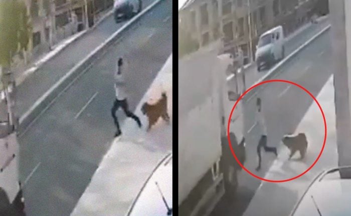 Perro asusta a peatón