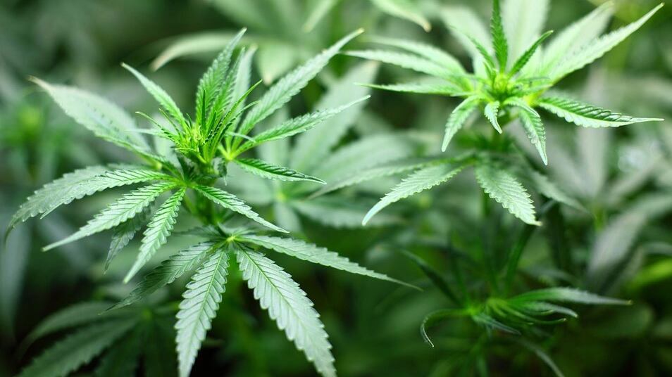 Preocupa a Iglesia Católica legalización de marihuana en México