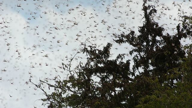 Plaga de langostas
