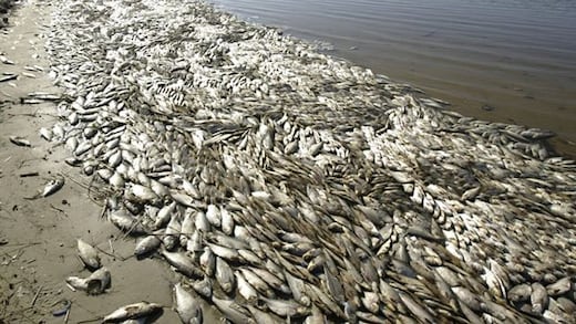 Golfo de México, muerto en el Misisipi (EEUU); no matemos nuestro Acuario del Mundo