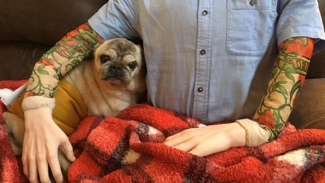 Perro Pug se consuela con un maniquí por no ver a su dueño