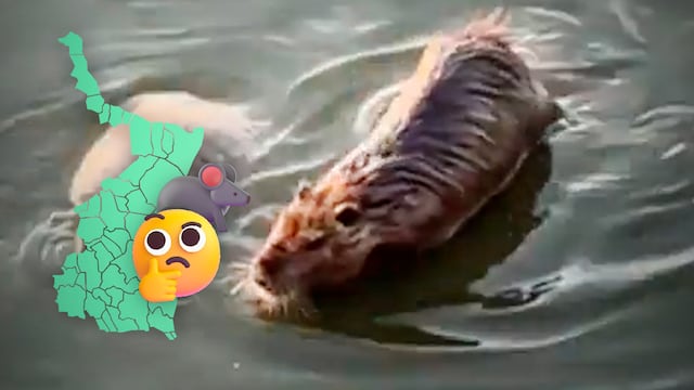 Capibara confundida con extraño animal en Tamaulipas