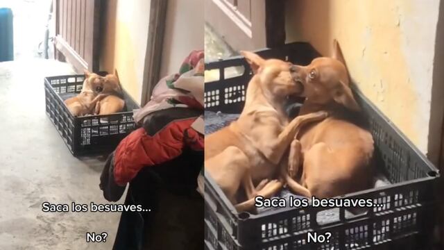 Exhiben a dos perritos que se dan "besuaves" en un video de TikTok