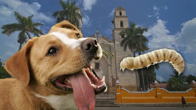 Gusano barrenador: Detectan primer caso en perro en Yucatán