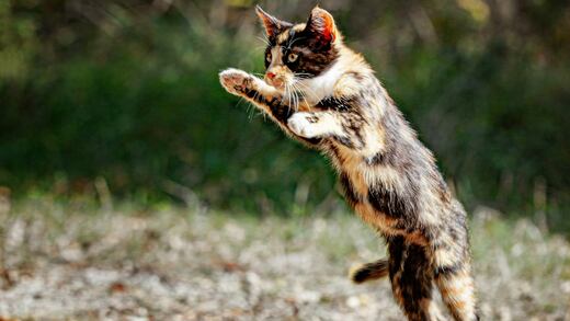 Un gato gana Récord Guinness del salto más largo de casi 3 metros