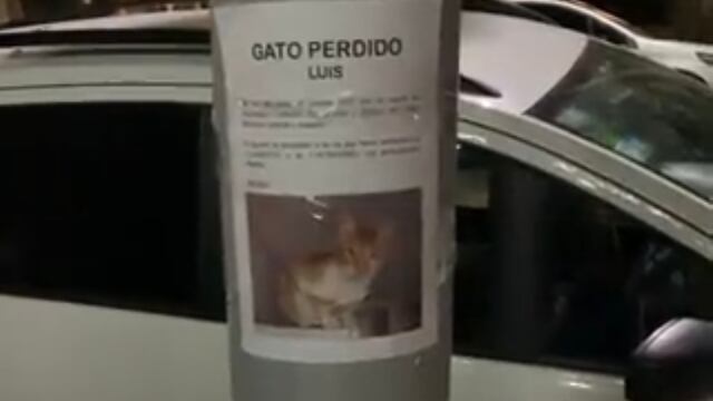 Gatito perdido debajo de su cartel de búsqueda