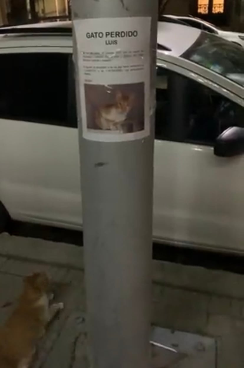Gatito perdido debajo de su cartel de búsqueda