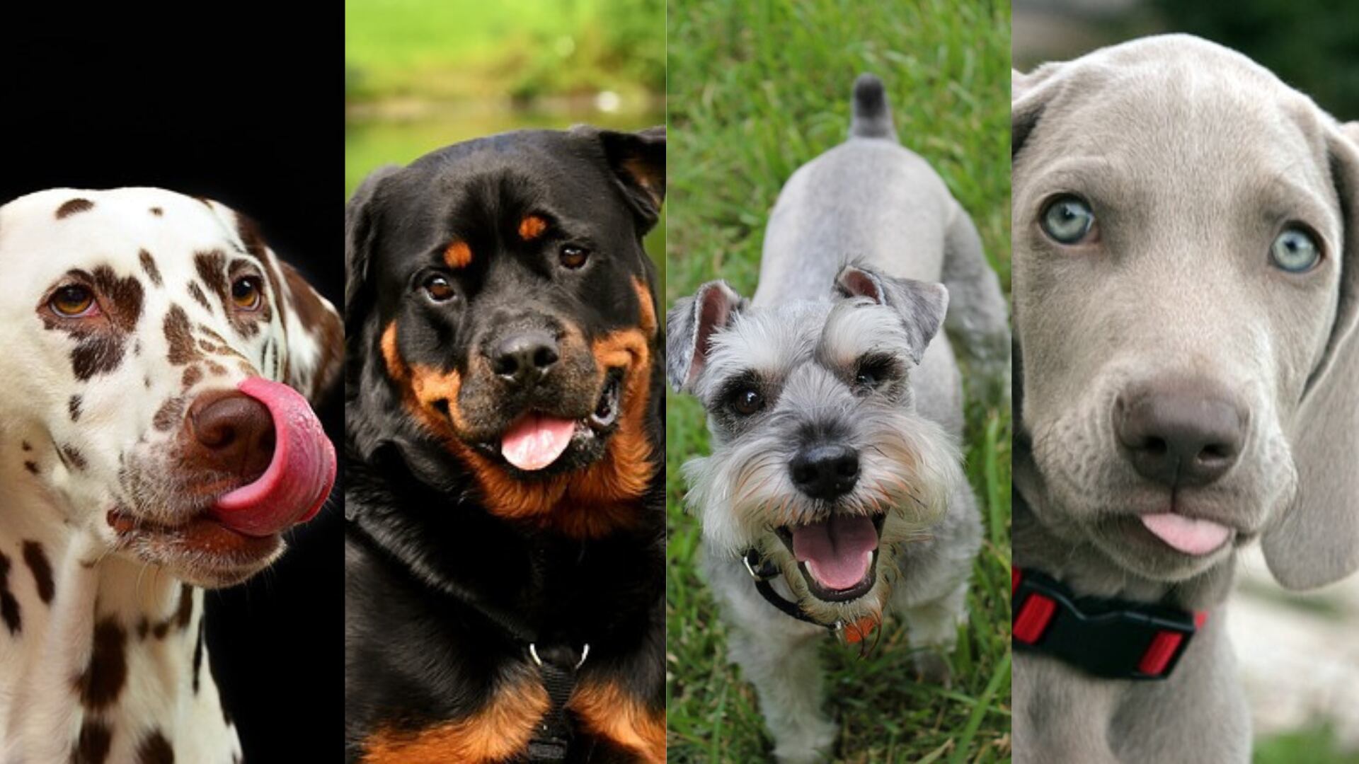 ¿Cuáles son las razas de perro más bonitas?