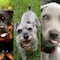 ¿Cuáles son las razas de perro más bonitas? Esta es la lista definitiva