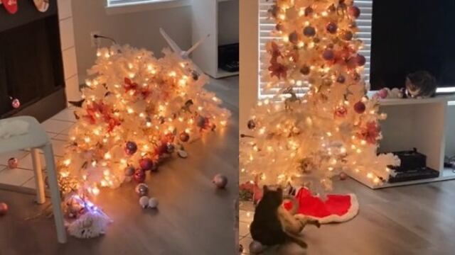 Gatito que arruina la Navidad