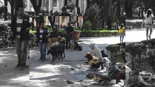 También se hallaron dos memorias USB con grabaciones de una calle aledaña al Parque México.