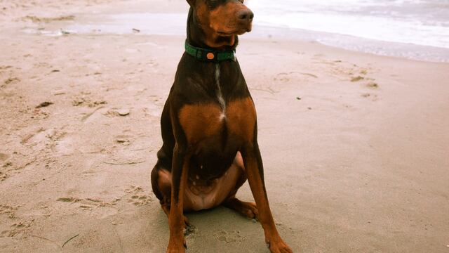 Un doberman estuvo a punto de morir y fue auxiliado por delfines
