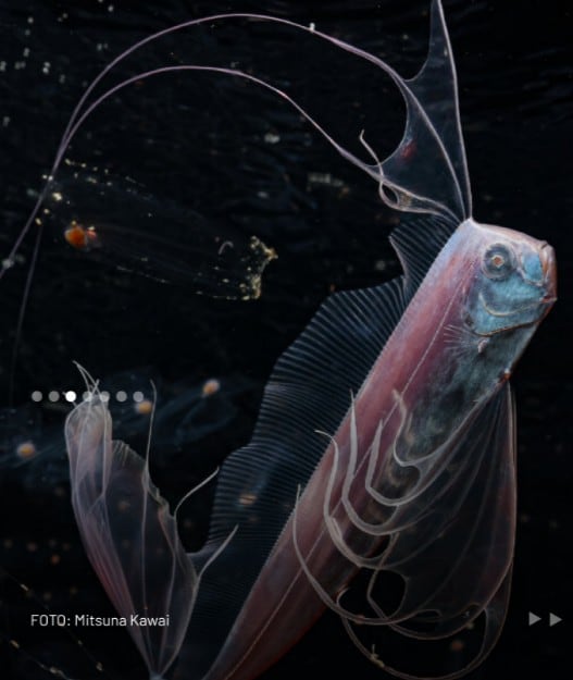 Ocean Photographer of the Year 2026