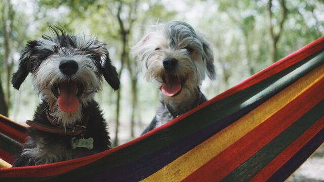¿Cuántos años tiene mi perro?