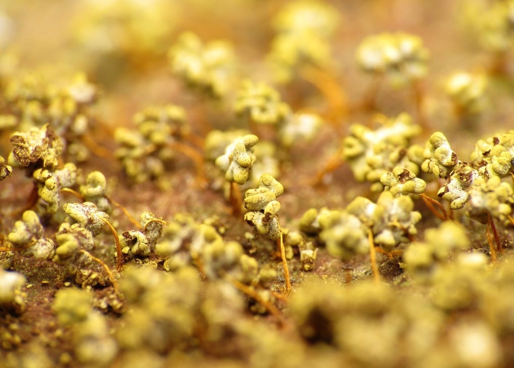 Blob o 'Physarum polycephalum'