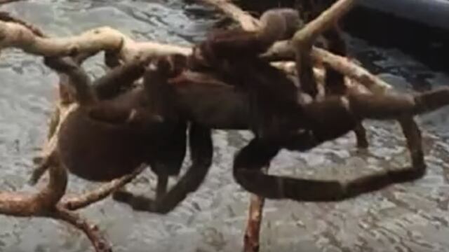 ‘Era un monstruo’: Enorme araña es rescata durante inundación