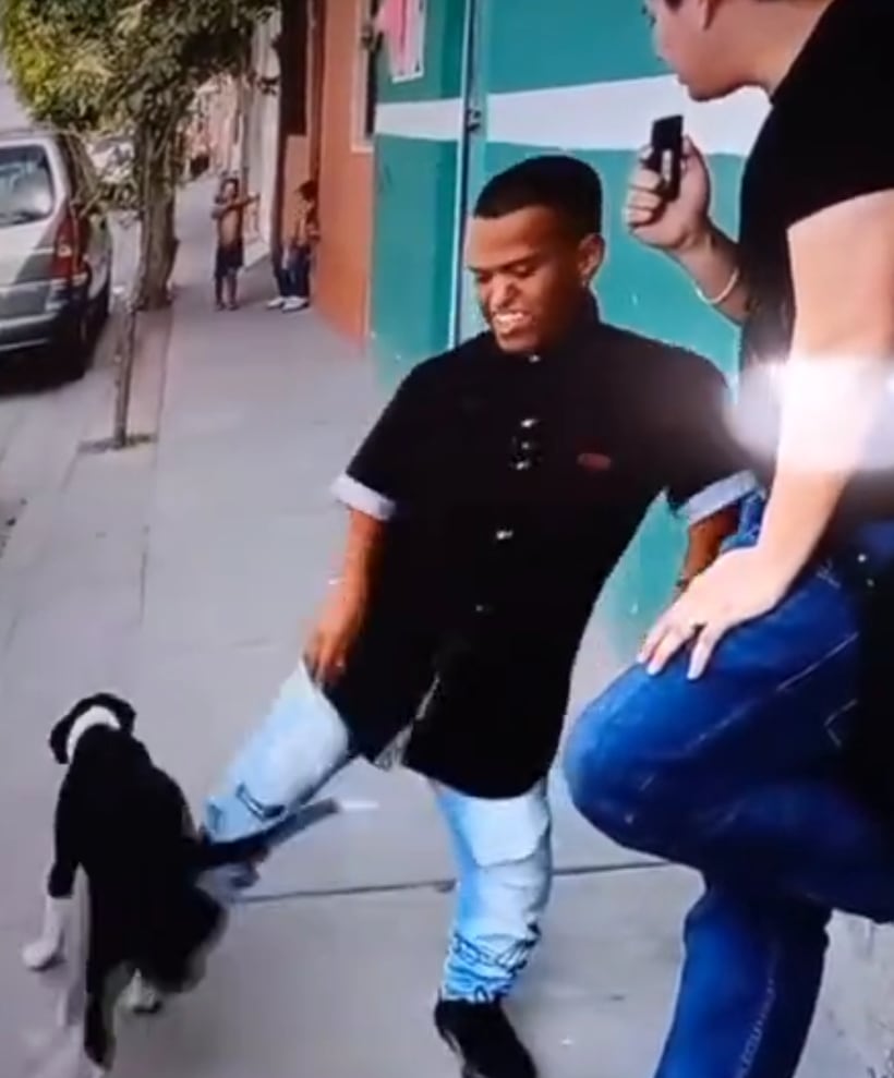 Medio Metro patea a un perro