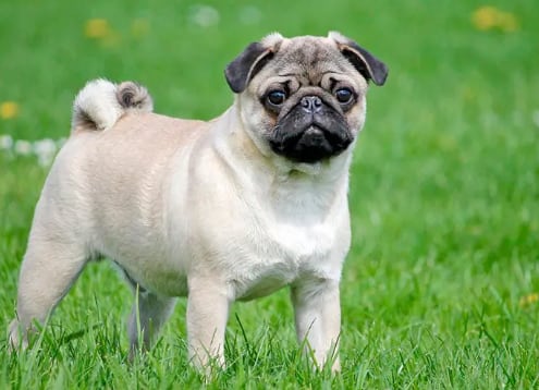 Pug