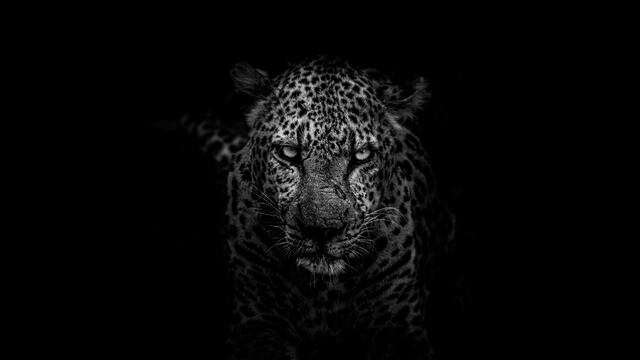 Leopardo