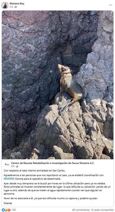 Lobo marino atrapado en el puerto de San Carlos, Sonora