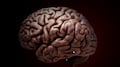 La violencia y nuestro cerebro