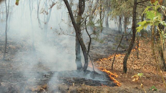 Incendio en el Bosque