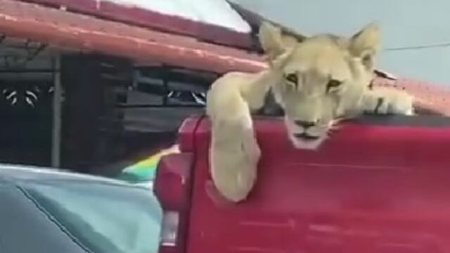 Niños pasean a león en la caja de una camioneta en Palenque