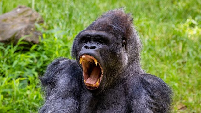 Gorila