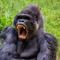 Video del gorila que intentó besar a un bebé en un zoológico de Estados Unidos